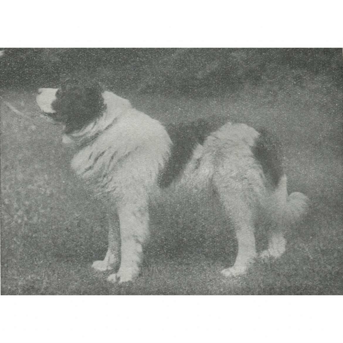 R Darling v. Adlergarten (09-11-1920)
